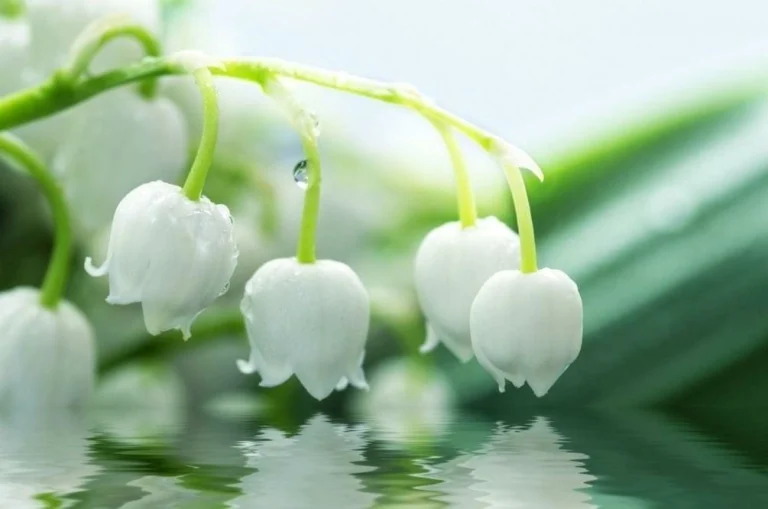 ba22fca225fd0e3b88a1b4acaff6b10a4b745bff