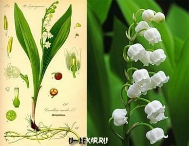 Ядовитый нежный румянец под названием ландыш!