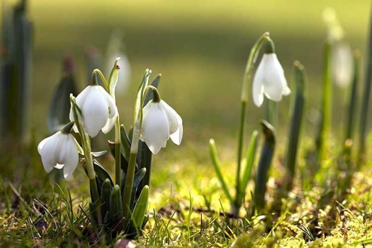 Ядовитый нежный румянец под названием ландыш! Ядовитый нежный румянец под названием ландыш!