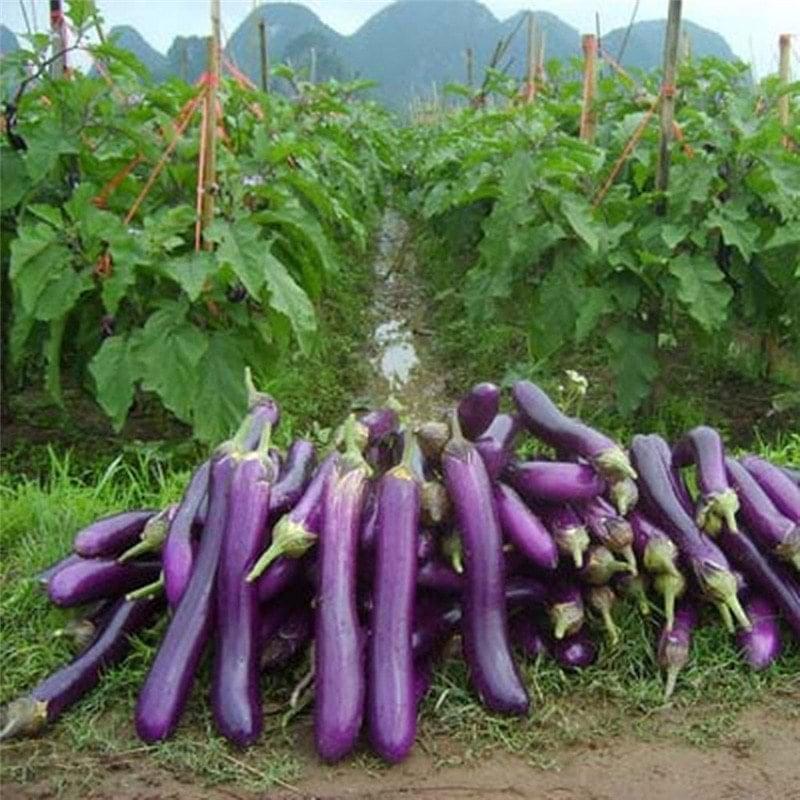 Rong-фиолетовый-баклажан-семена-фиолетовый-баклажан-семена-овощных-семян-широкий-100.jpg