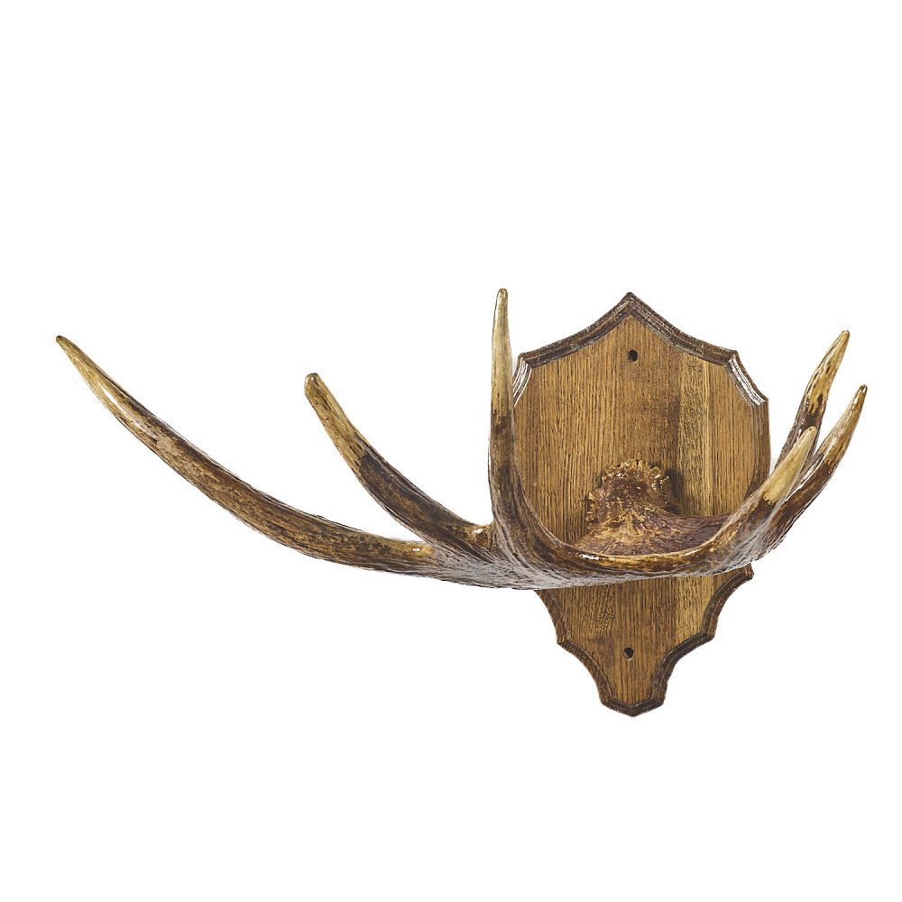 Таксидермия. Рога лося под вешалку на медальоне - интернет магазин Русь Велика я 