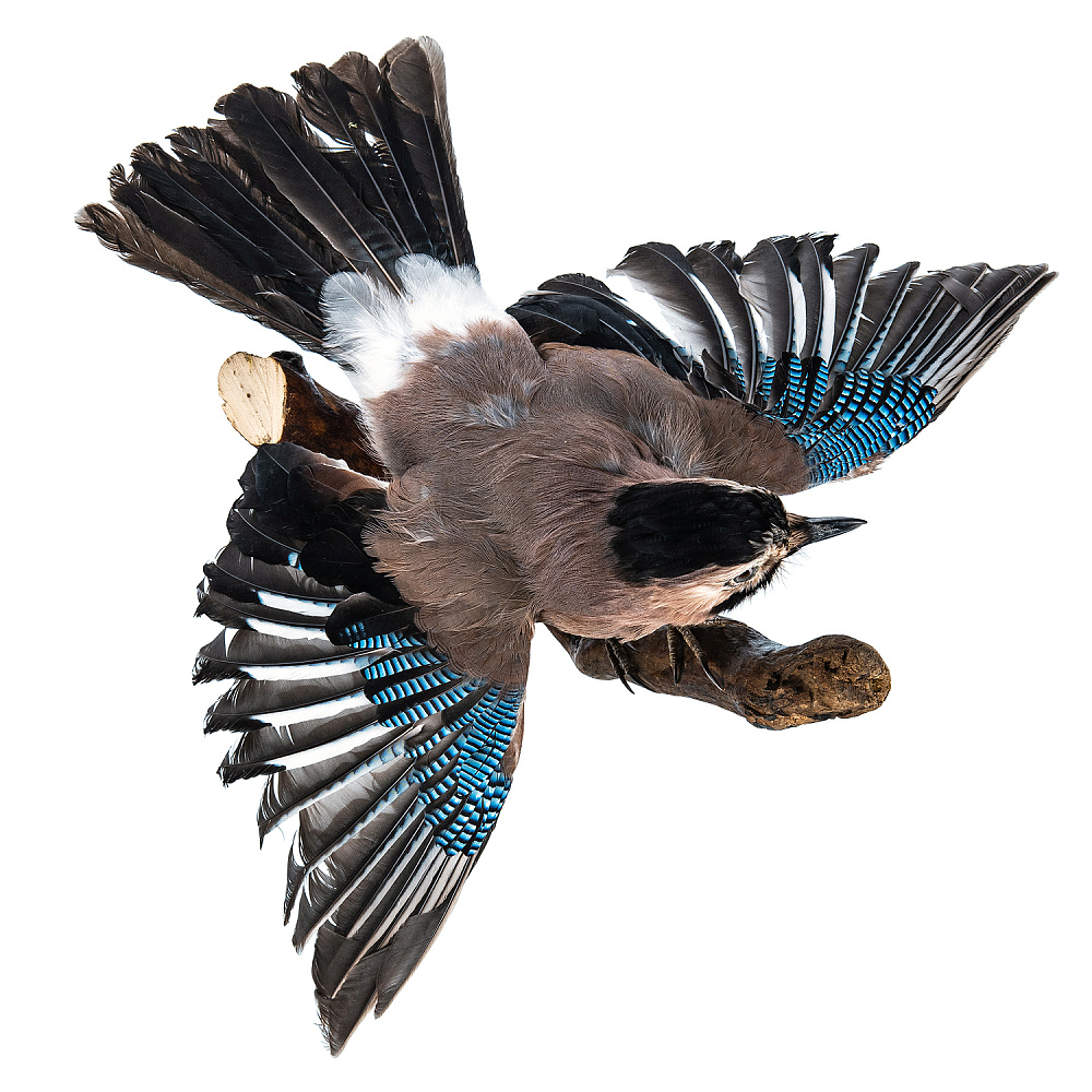 Чучело настенное «Сойка» - интернет магазин Русь Велика я фото 1