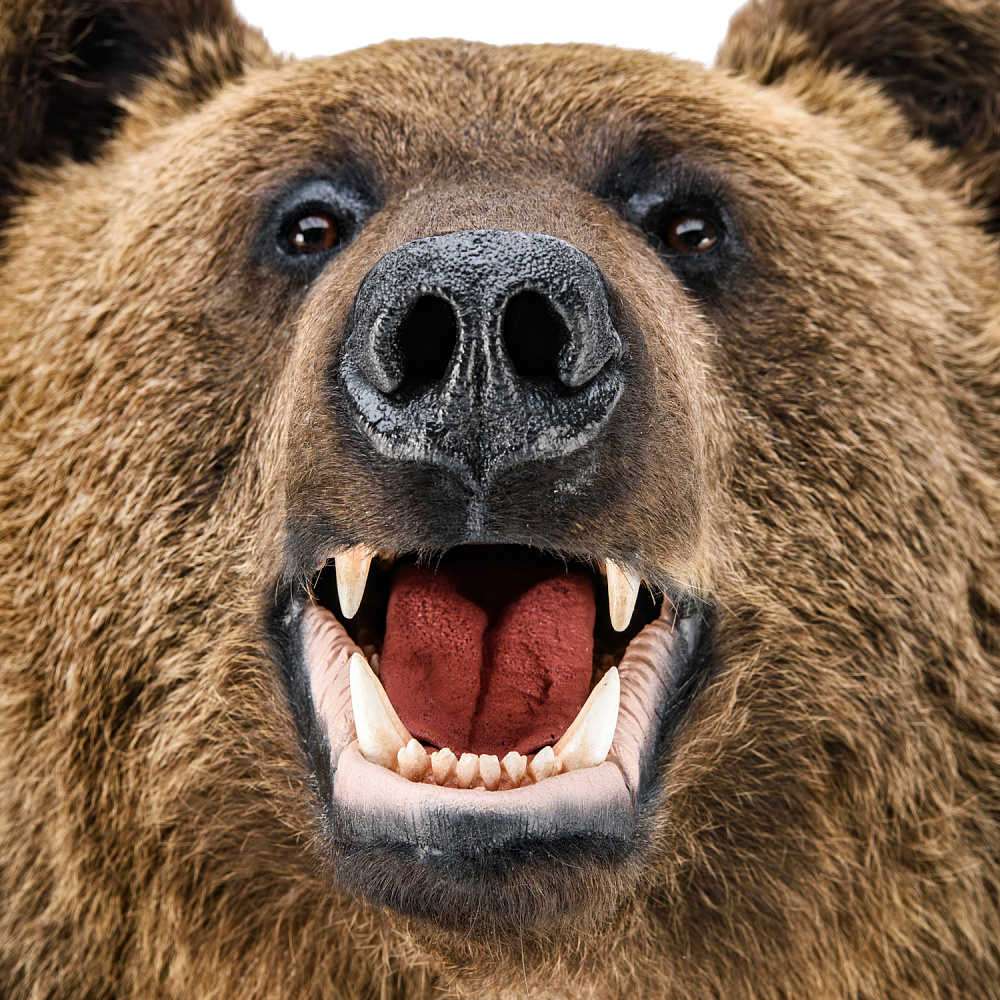 Чучело настенное «Голова медведя» - интернет магазин Русь Велика я фото 2