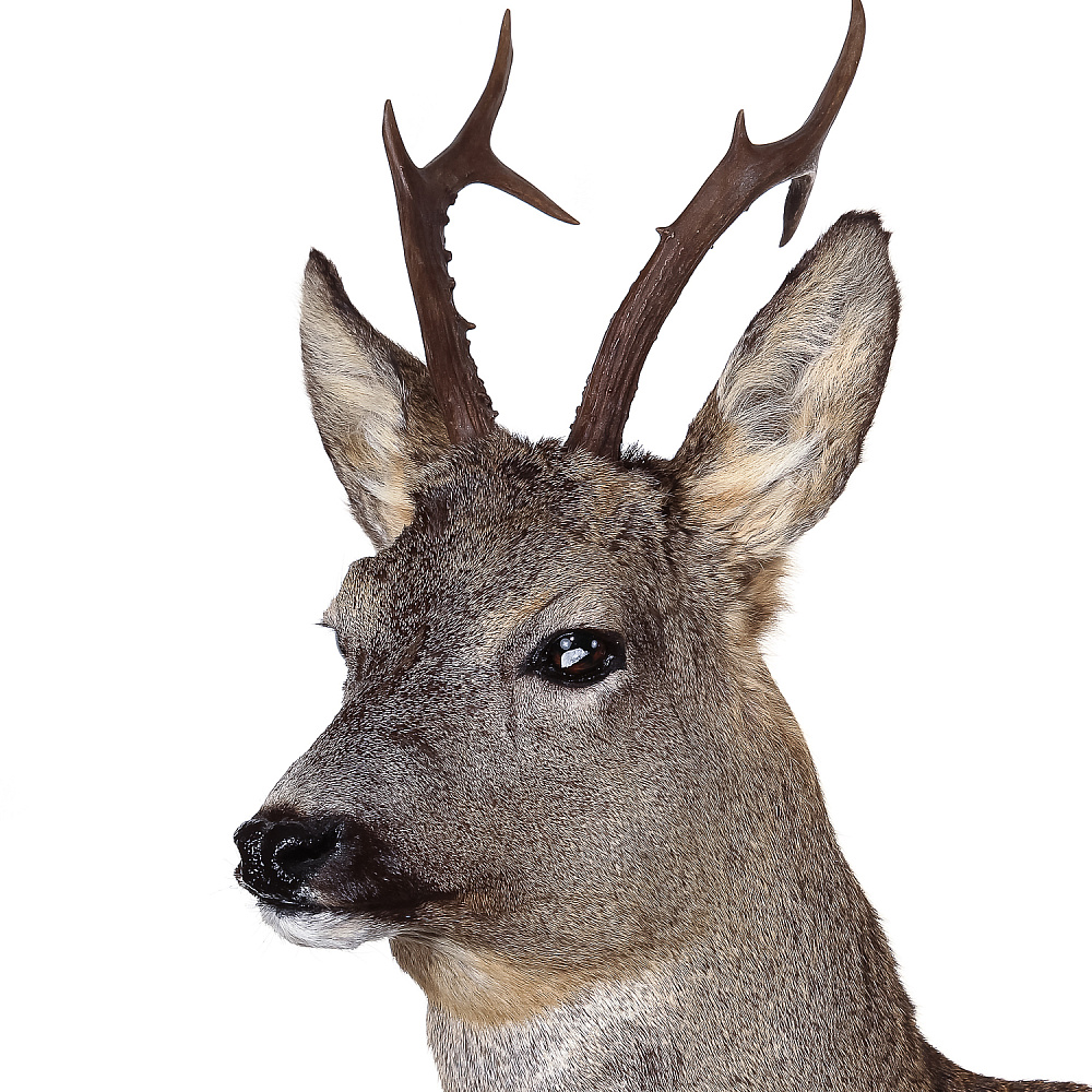 Полноростовое чучело «Косуля» - интернет магазин Русь Велика я фото 3