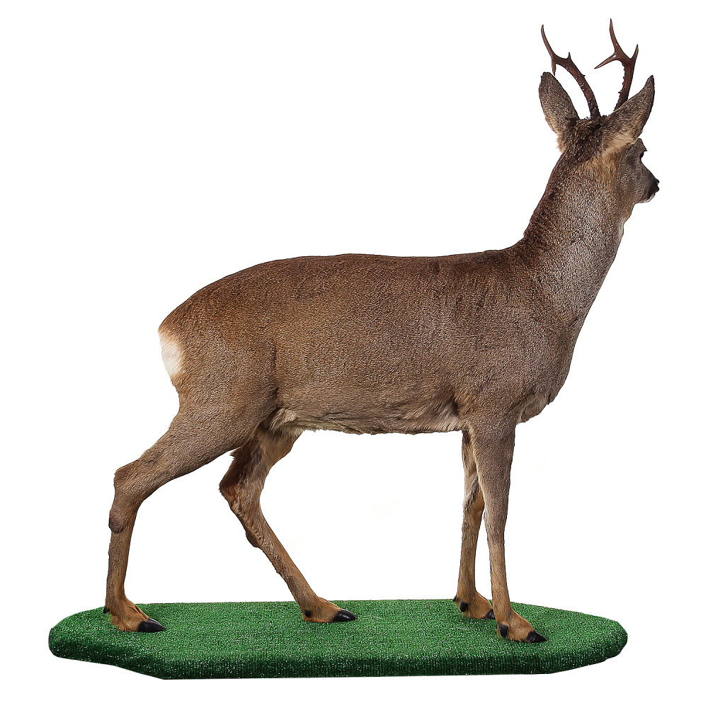 Полноростовое чучело «Косуля» - интернет магазин Русь Велика я фото 2