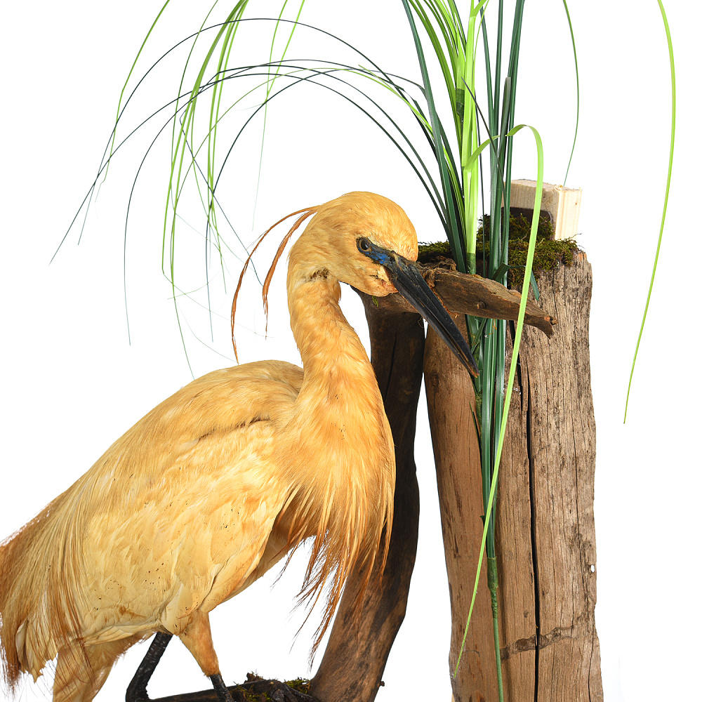 Чучело настенное «Цапля желтая» - интернет магазин Русь Велика я фото 1