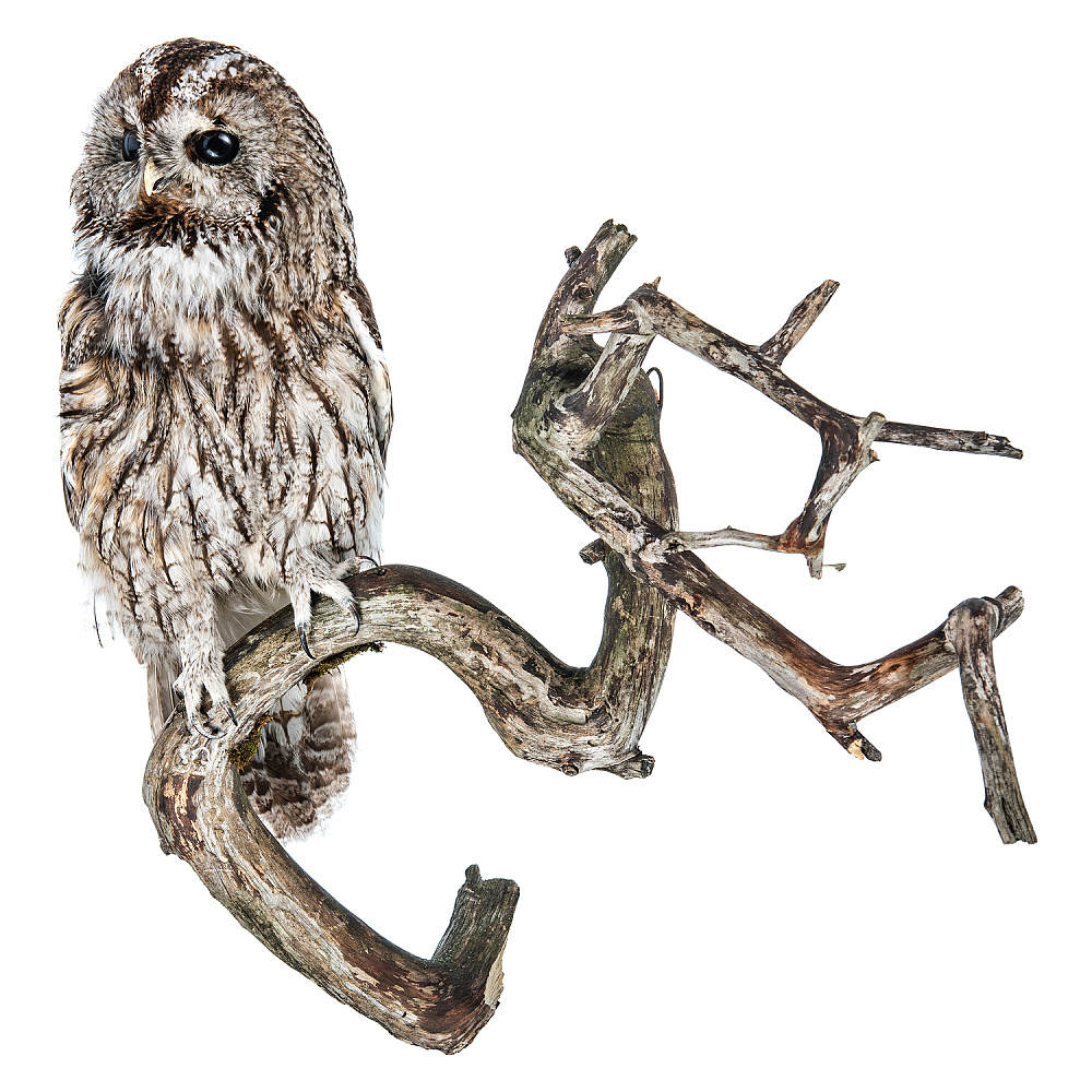 Чучело настенное «Сова серая» - интернет магазин Русь Велика я фото 2