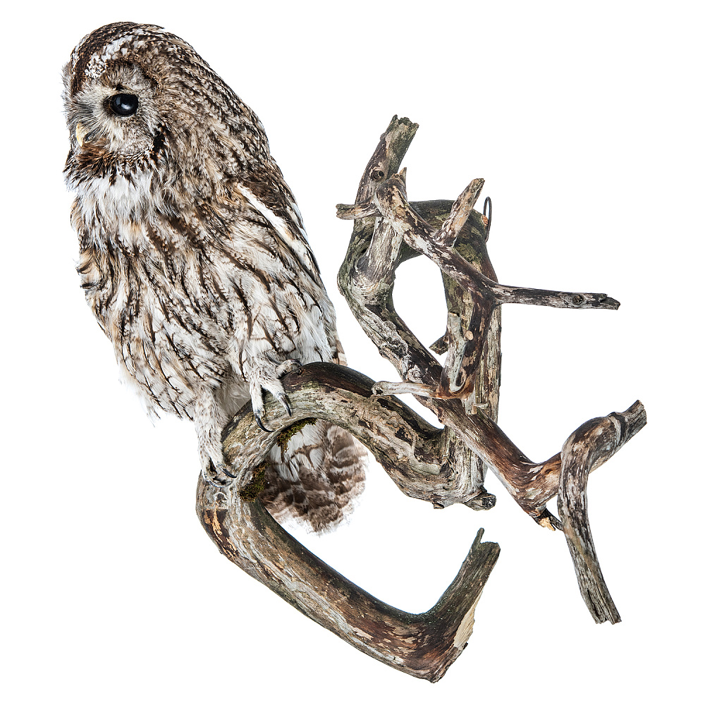 Чучело настенное «Сова серая» - интернет магазин Русь Велика я фото 1