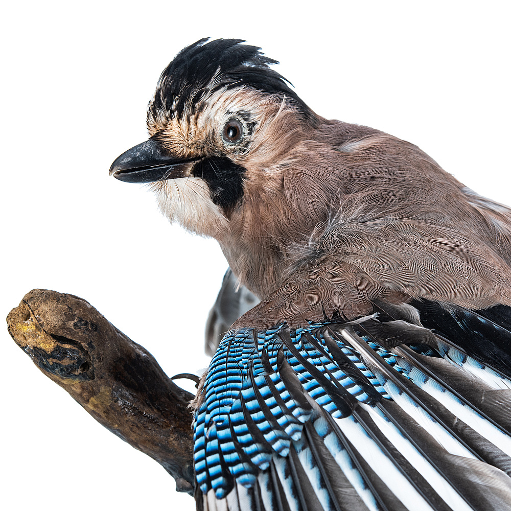 Чучело настенное «Сойка» - интернет магазин Русь Велика я фото 4