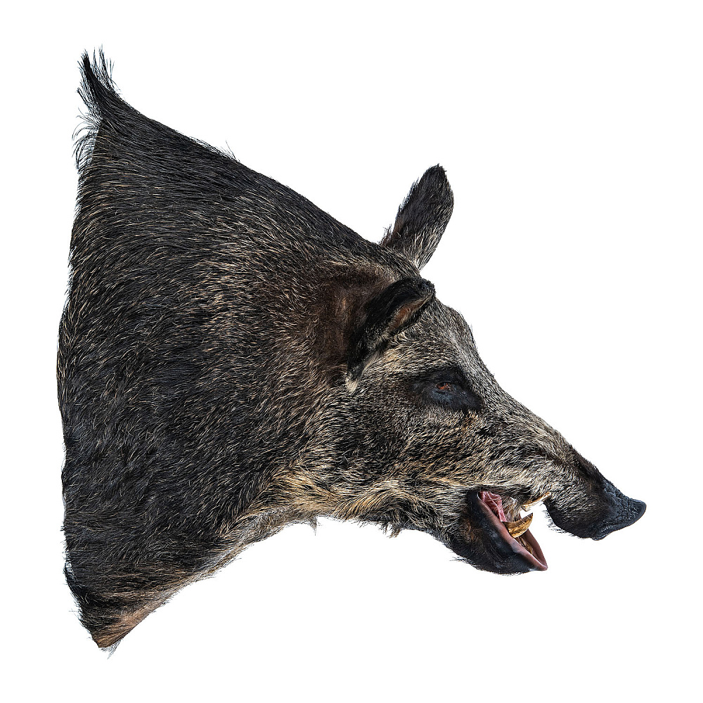 Чучело настенное «Голова кабана» - интернет магазин Русь Велика я фото 6