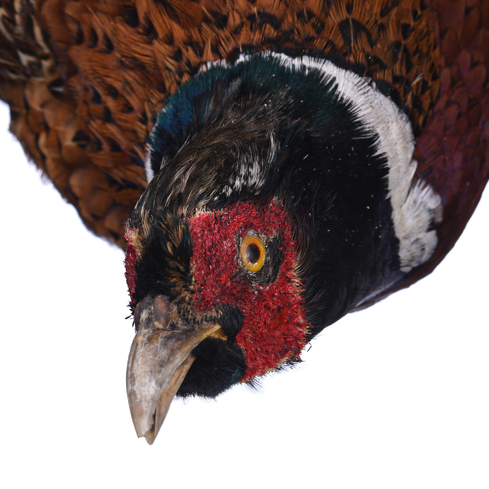 Чучело настенное «Летящий фазан» - интернет магазин Русь Велика я фото 2