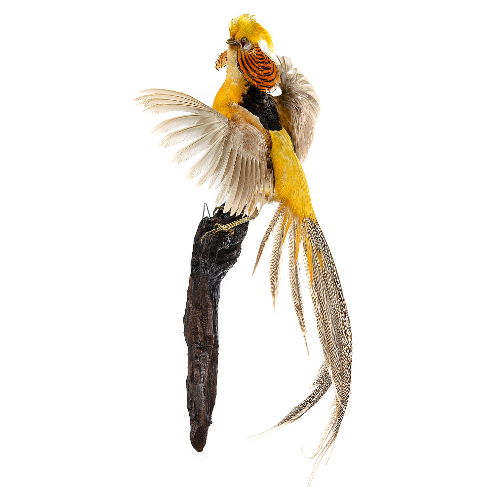 Чучело настенное «Лимонный фазан» - интернет магазин Русь Велика я фото 2