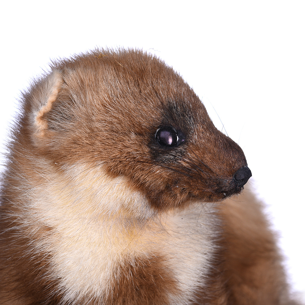 Чучело настенное «Куница» на роге лося - интернет магазин Русь Велика я фото 2