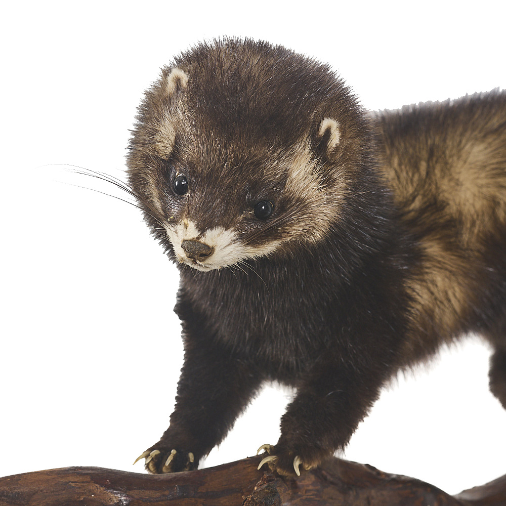 Таксидермия. Чучело настенное «Хорь лесной» - интернет магазин Русь Велика я фото 3