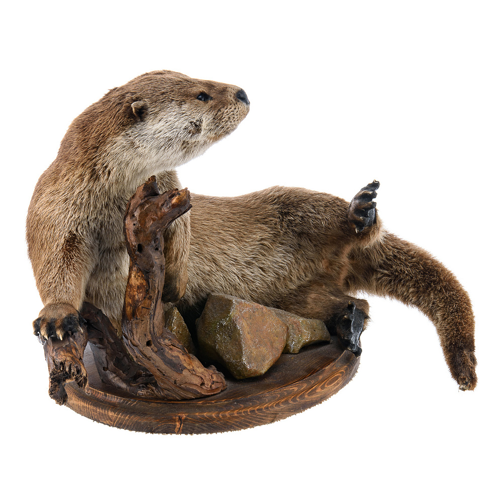 Чучело настольное «Выдра» - интернет магазин Русь Велика я фото 1