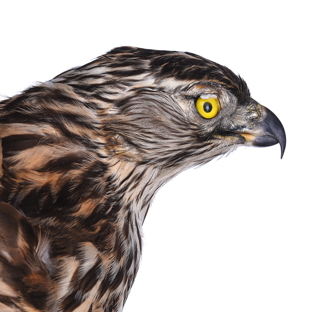 Чучело настенное «Ястреб-тетеревятник» - интернет магазин Русь Велика я фото 3