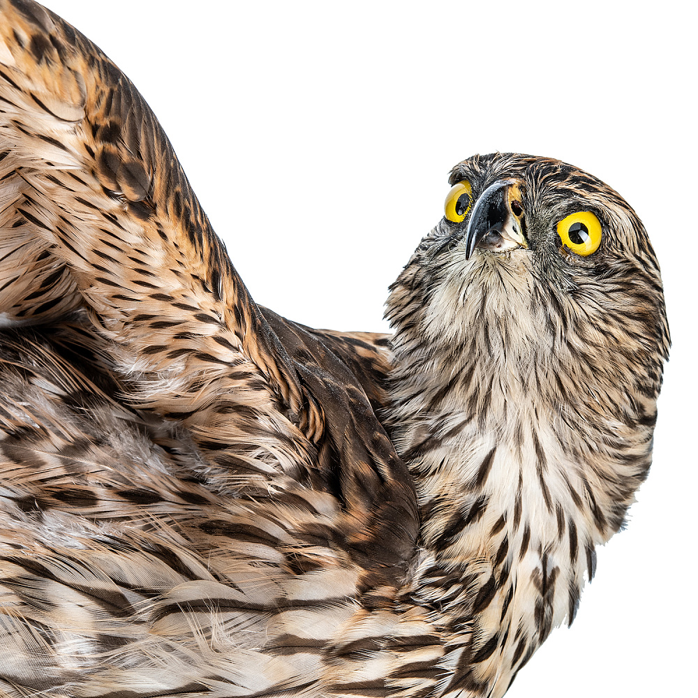 Настенное чучело птицы «Ястреб-тетеревятник с добычей» - интернет магазин Русь Велика я фото 5