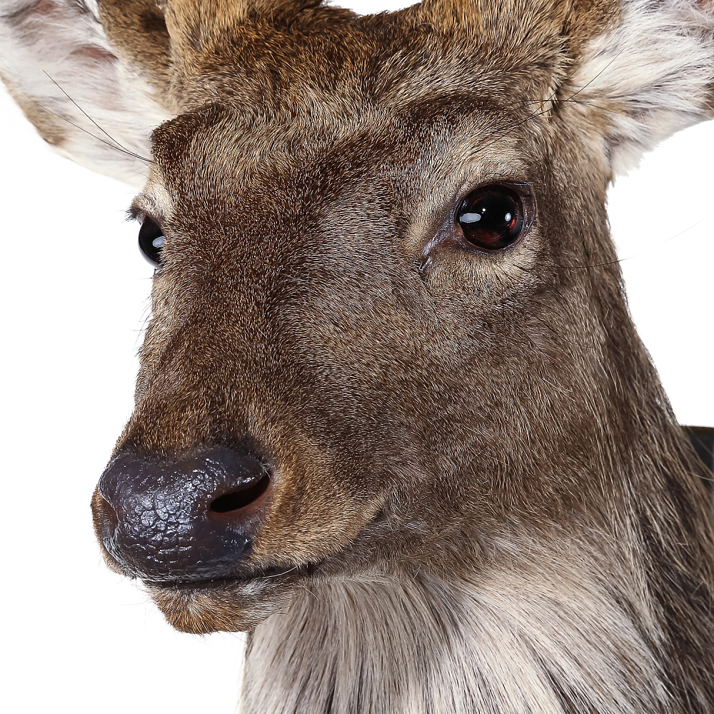 Настенное чучело «Голова пятнистого оленя» - интернет магазин Русь Велика я фото 6