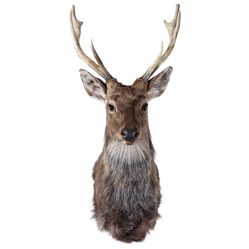 Настенное чучело «Голова пятнистого оленя» - интернет магазин Русь Велика я 