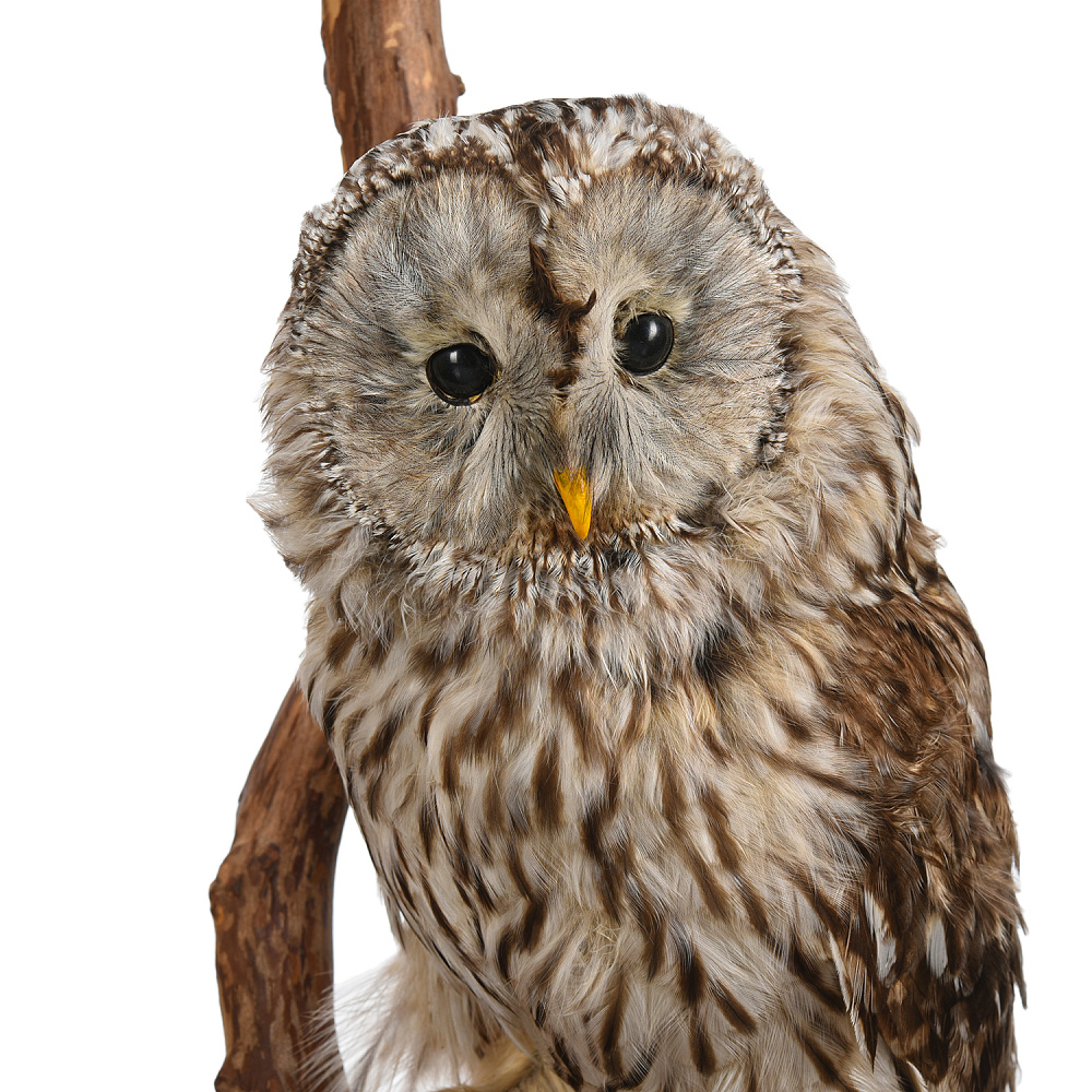 Чучело настенное «Сова уральская» - интернет магазин Русь Велика я фото 1