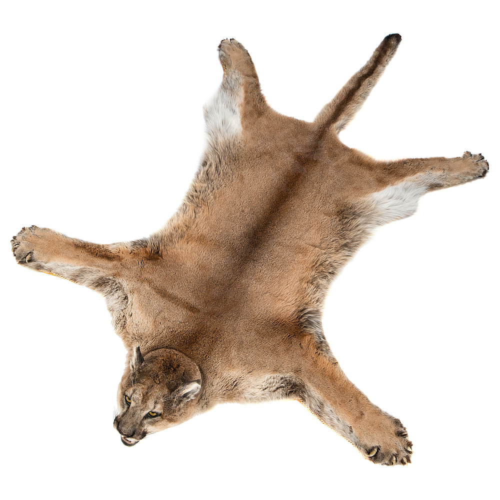 Ковер из шкуры пумы - интернет магазин Русь Велика я 