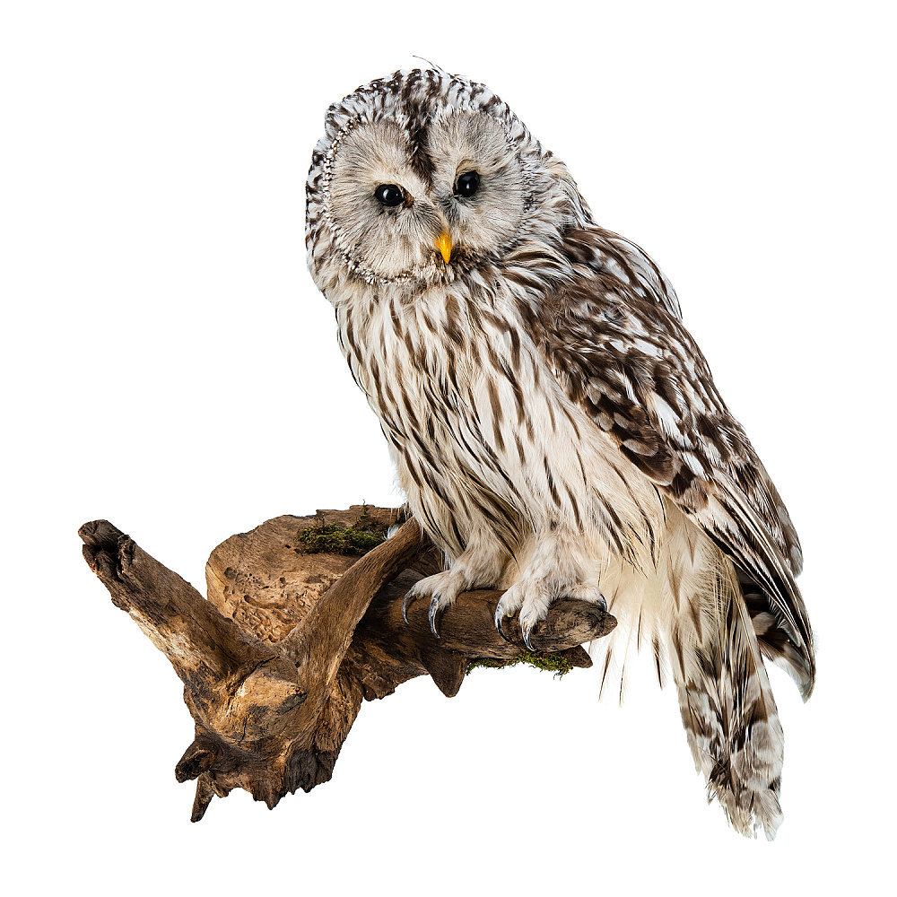 Чучело настенное «Сова уральская неясыть» - интернет магазин Русь Велика я 