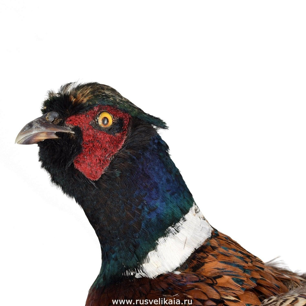 Чучело птицы настенное «Фазан охотничий» - интернет магазин Русь Велика я фото 1