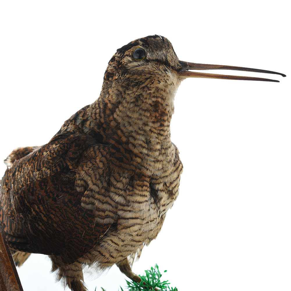 Чучело настенное «Вальдшнепа на грибе» - интернет магазин Русь Велика я фото 3