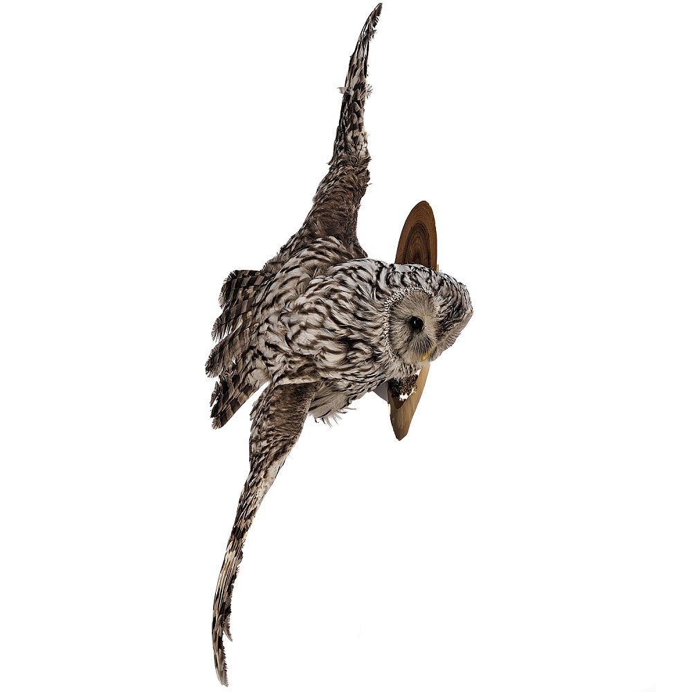 Чучело настенное «Сова уральская» - интернет магазин Русь Велика я фото 1