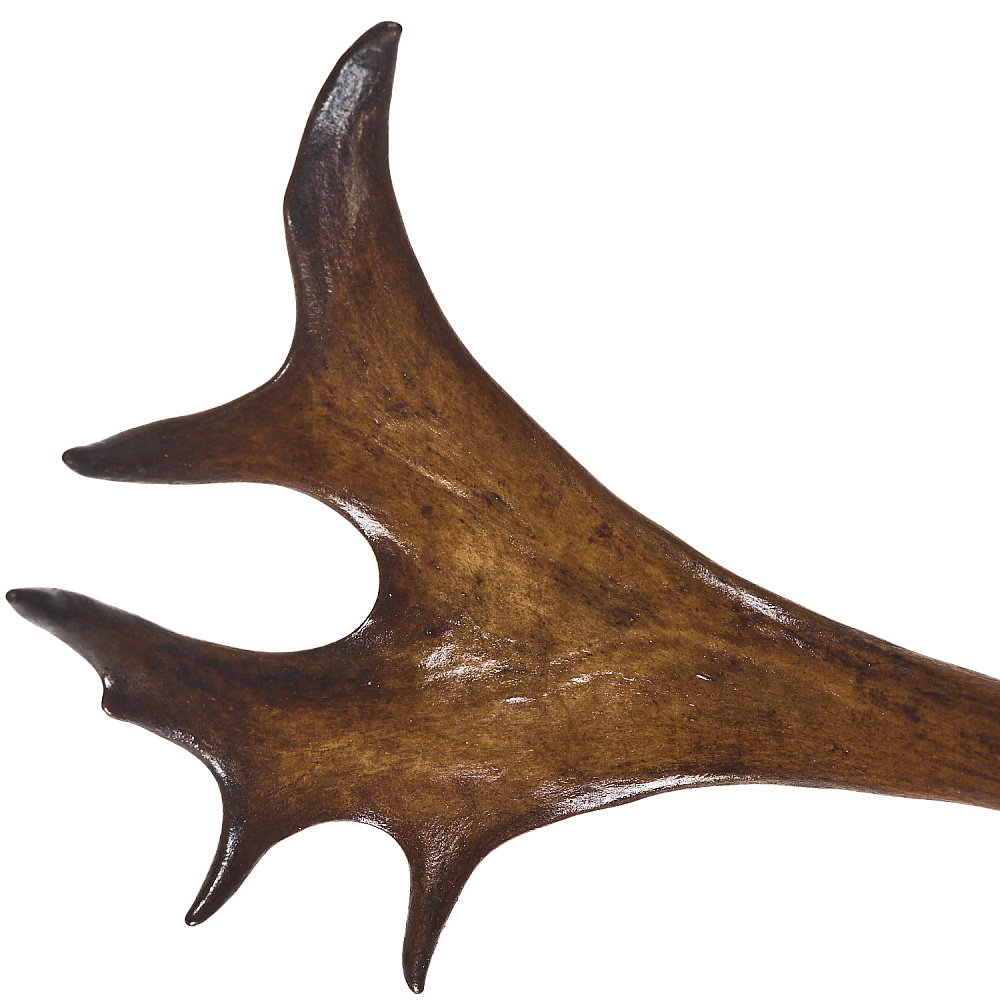 Таксидермия. Рога лося на медальоне - интернет магазин Русь Велика я фото 3