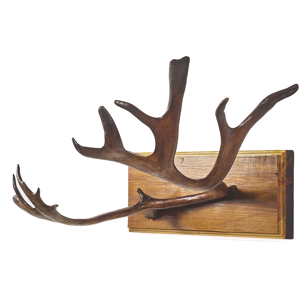 Таксидермия. Рога лося на медальоне - интернет магазин Русь Велика я 