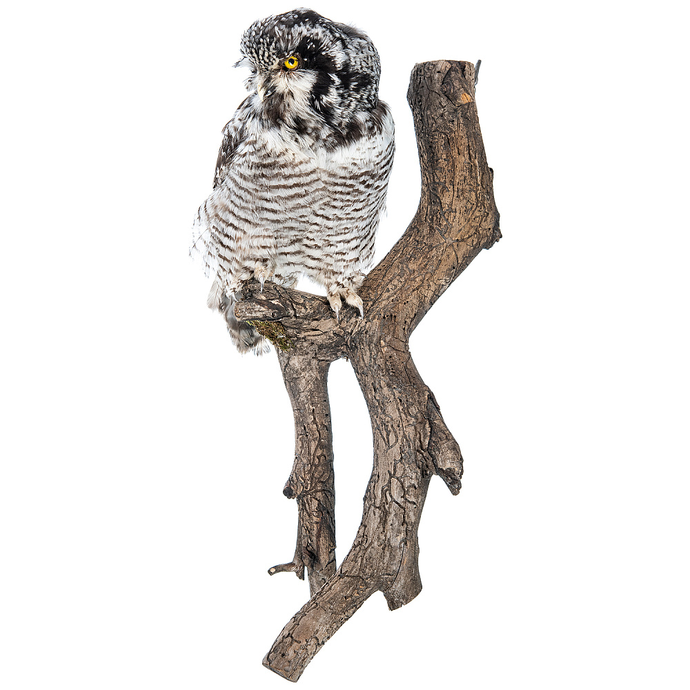 Чучело настенное «Сова ястребиная» - интернет магазин Русь Велика я фото 1