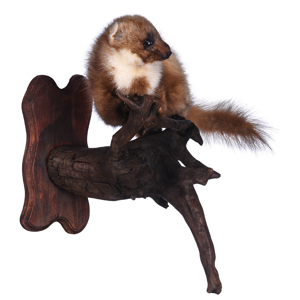 Чучело настенное «Куница» на роге лося - интернет магазин Русь Велика я фото 1