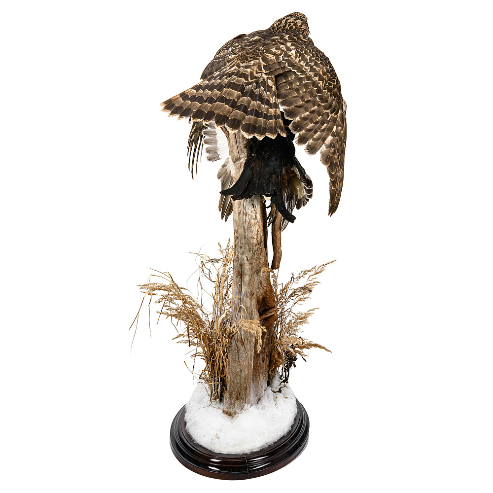 Чучело «Ястреб-тетеревятник с добычей» - интернет магазин Русь Велика я фото 4