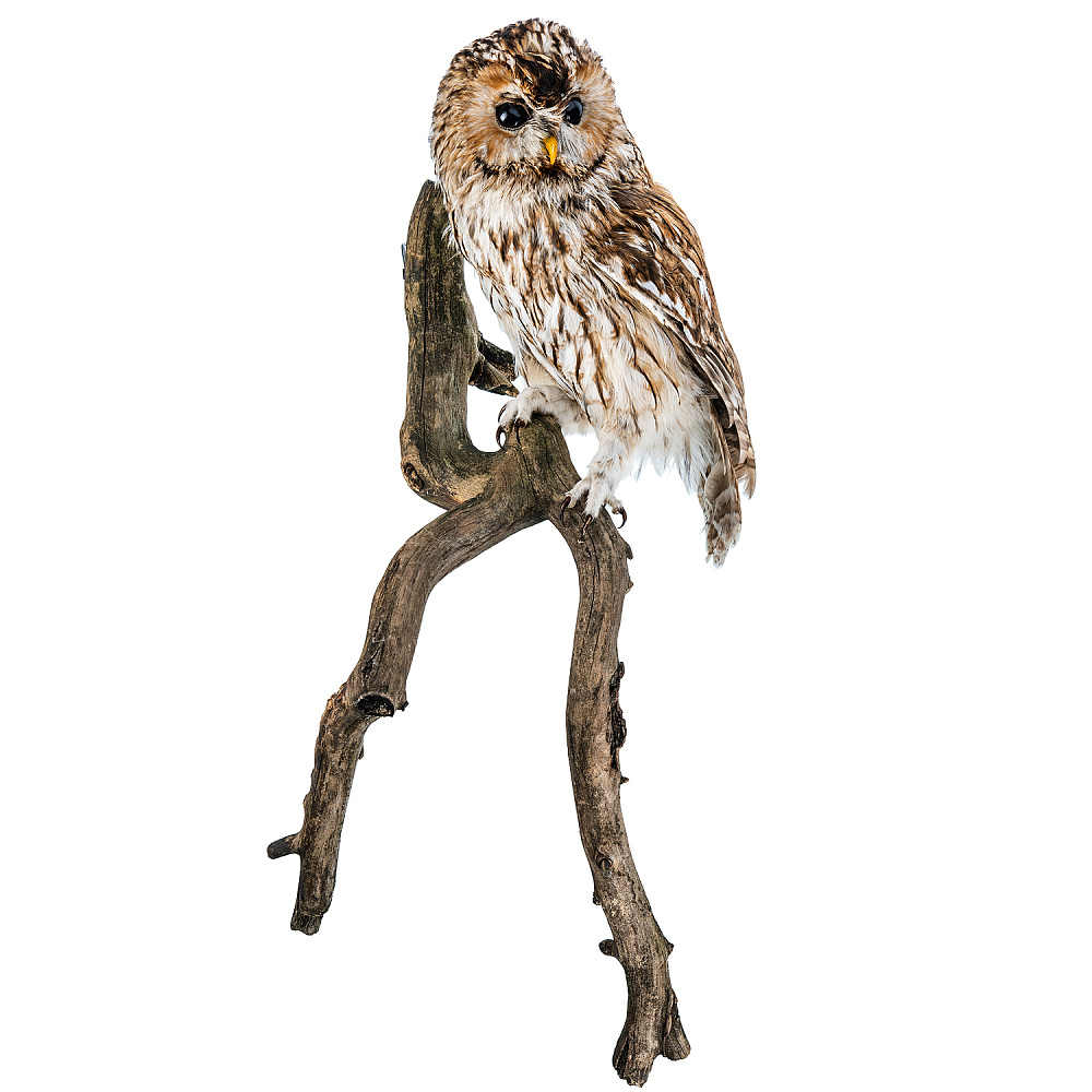 Чучело настенное «Сова серая» - интернет магазин Русь Велика я 