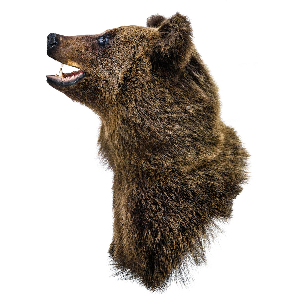 Чучело настенное «Голова медведя» - интернет магазин Русь Велика я фото 1