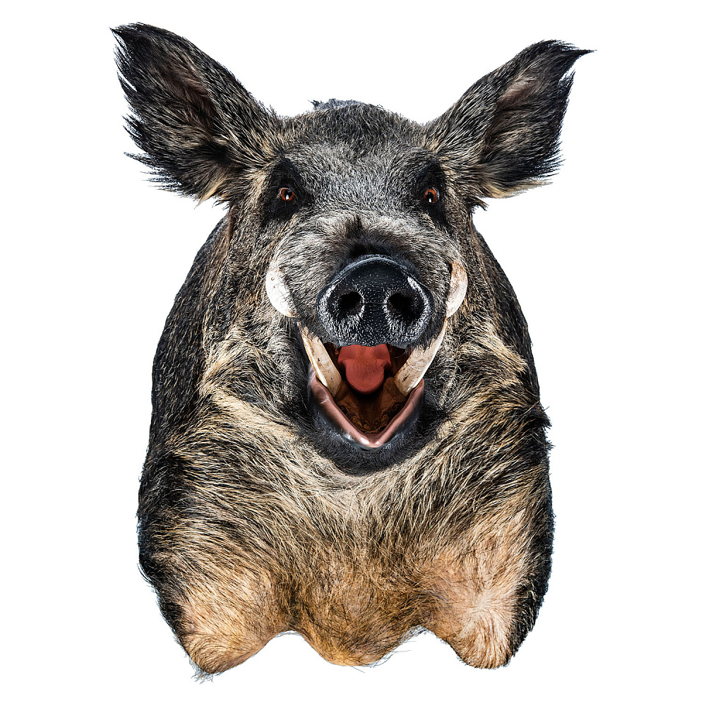 Чучело настенное «Голова кабана» - интернет магазин Русь Велика я фото 2