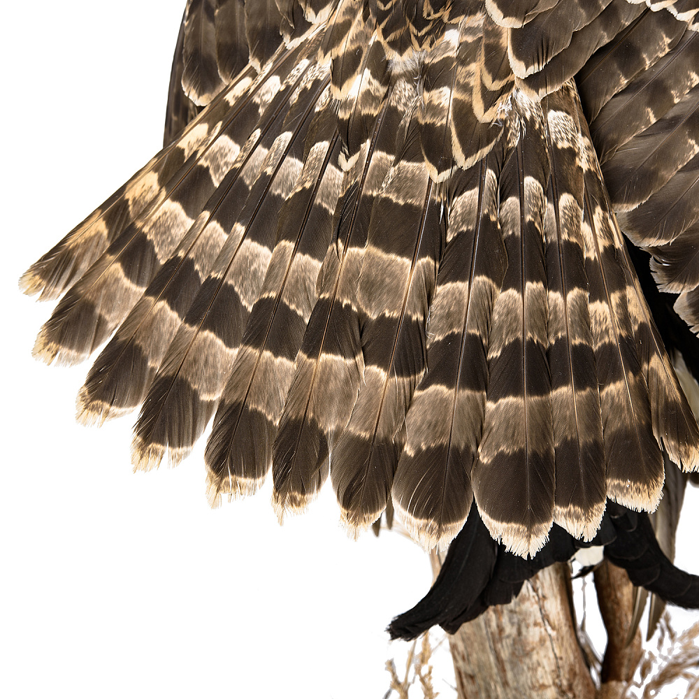 Чучело «Ястреб-тетеревятник с добычей» - интернет магазин Русь Велика я фото 5