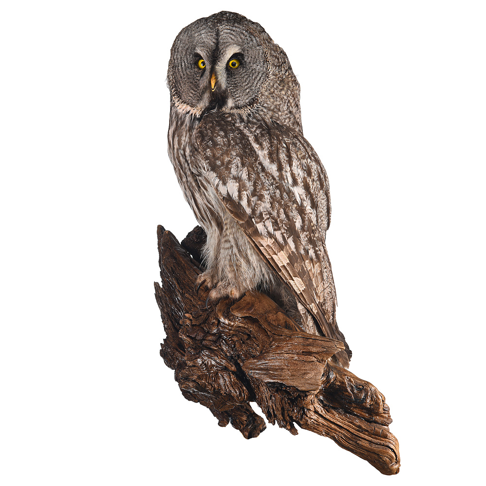 Таксидермия. Чучело настенное «Неясыть бородатая» - интернет магазин Русь Велика я 