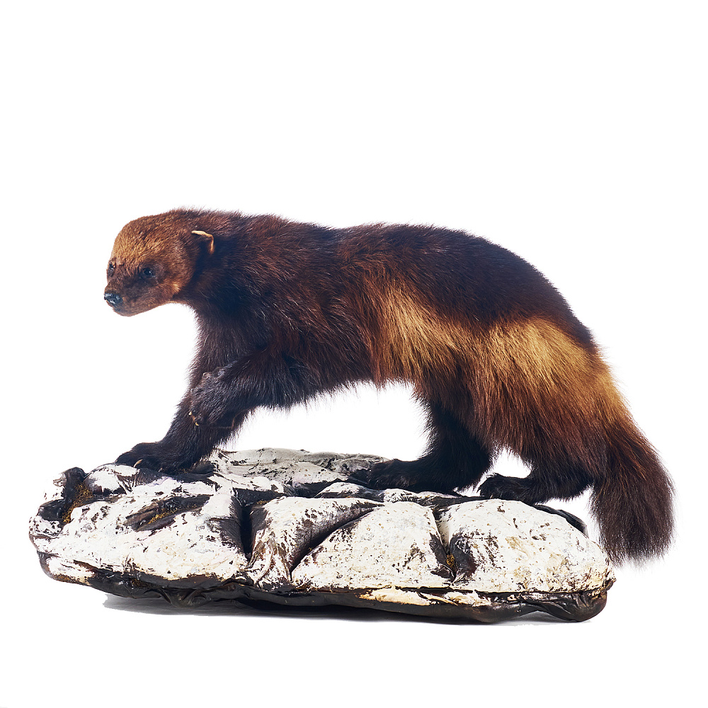 Чучело напольное «Росомаха» - интернет магазин Русь Велика я 