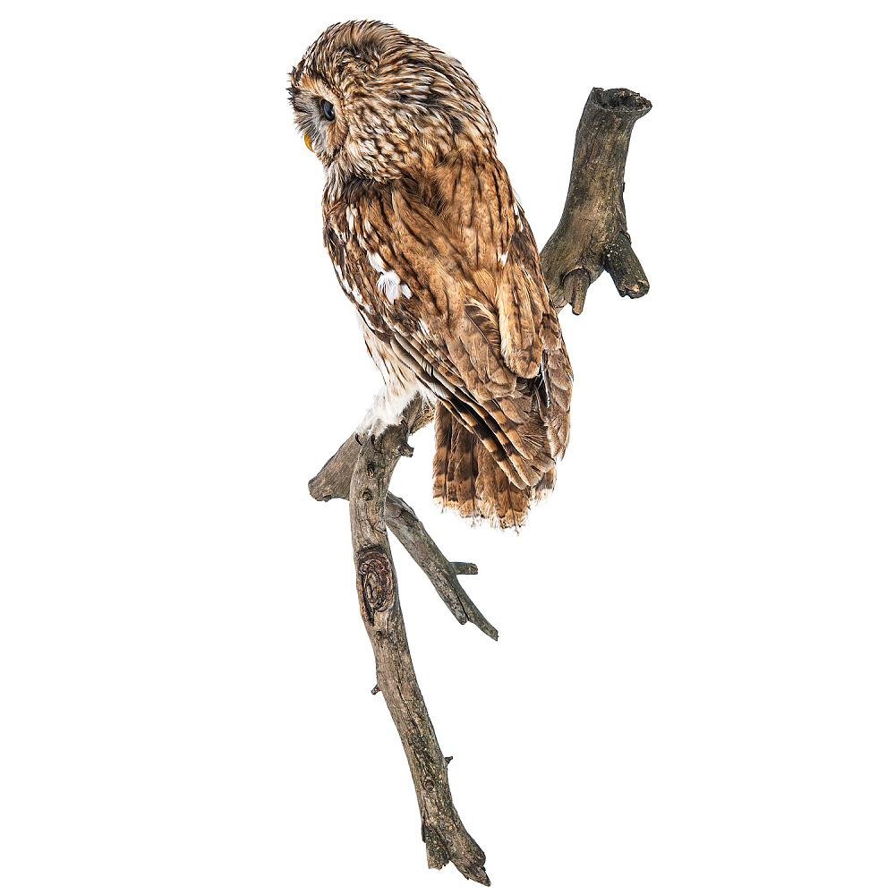 Чучело настенное «Сова серая» - интернет магазин Русь Велика я фото 4