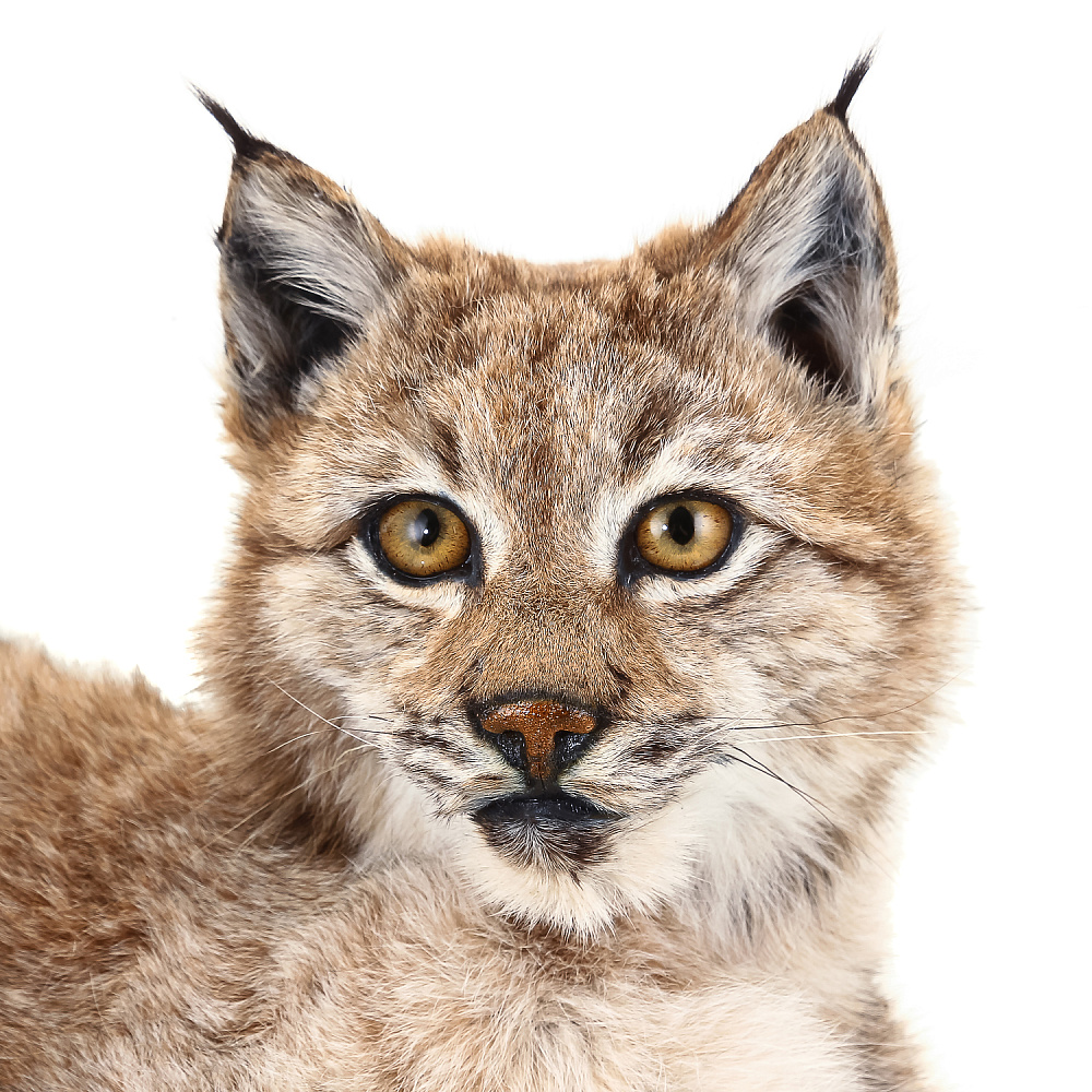 Чучело настольное «Рысенок» - интернет магазин Русь Велика я фото 3