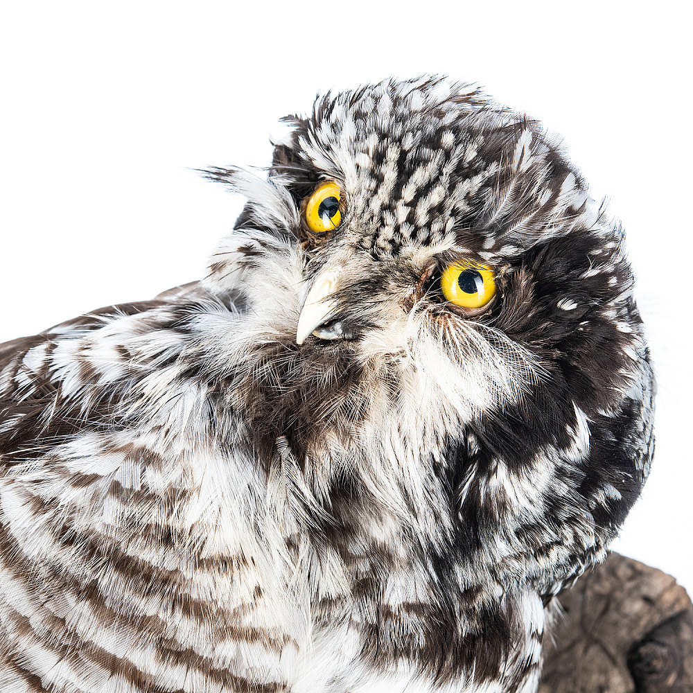 Чучело настенное «Сова ястребиная» - интернет магазин Русь Велика я фото 4