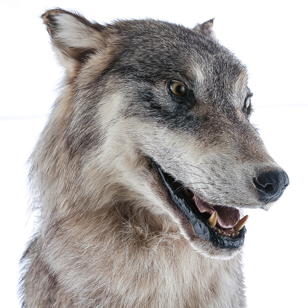 Чучело настенное «Голова волка» - интернет магазин Русь Велика я фото 3