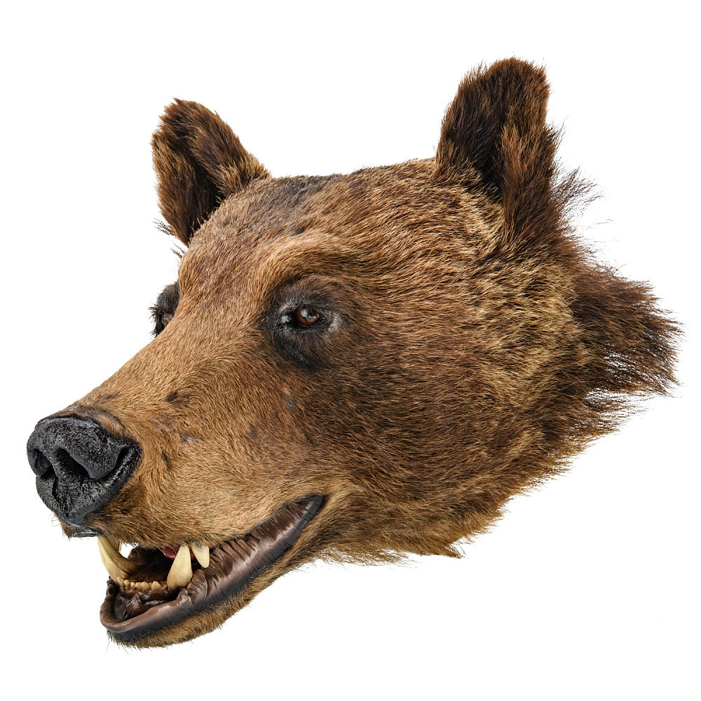 Чучело настенное «Голова медведя» - интернет магазин Русь Велика я 