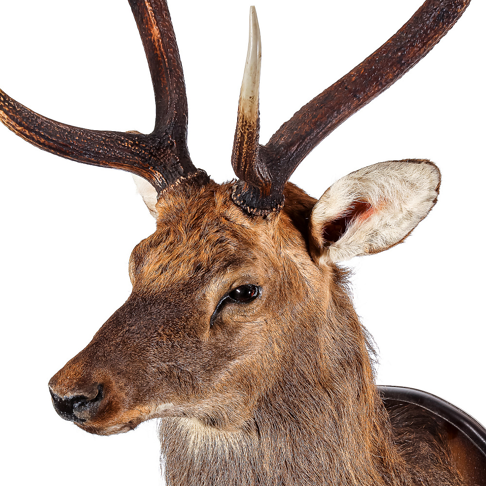 Настенное чучело «Голова пятнистого оленя» - интернет магазин Русь Велика я фото 5