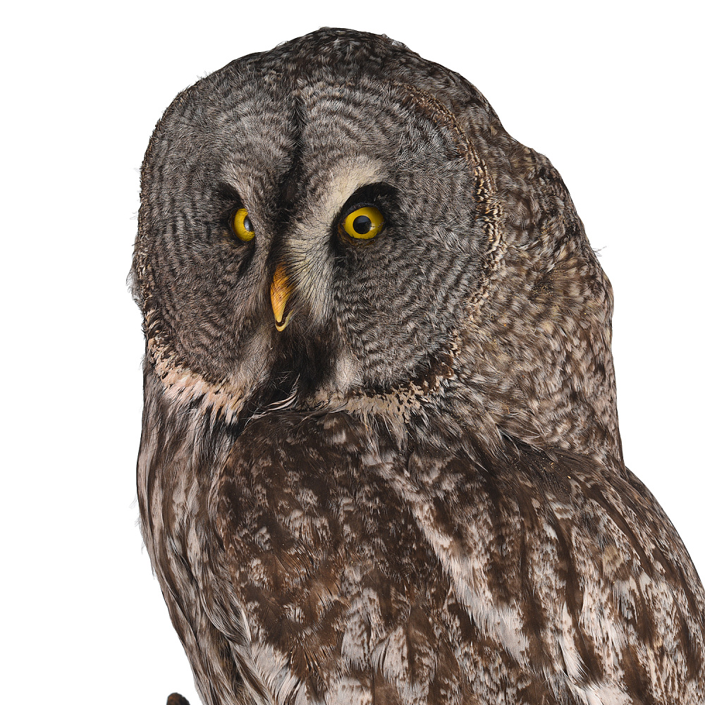 Таксидермия. Чучело настенное «Неясыть бородатая» - интернет магазин Русь Велика я фото 2