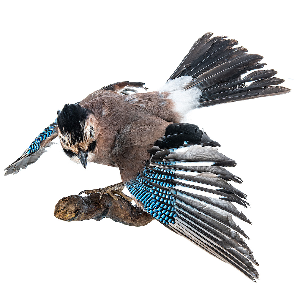 Чучело настенное «Сойка» - интернет магазин Русь Велика я фото 3