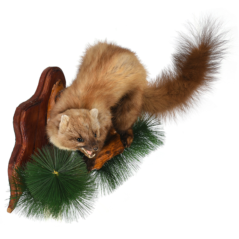 Чучело настенное «Куница» - интернет магазин Русь Велика я фото 2