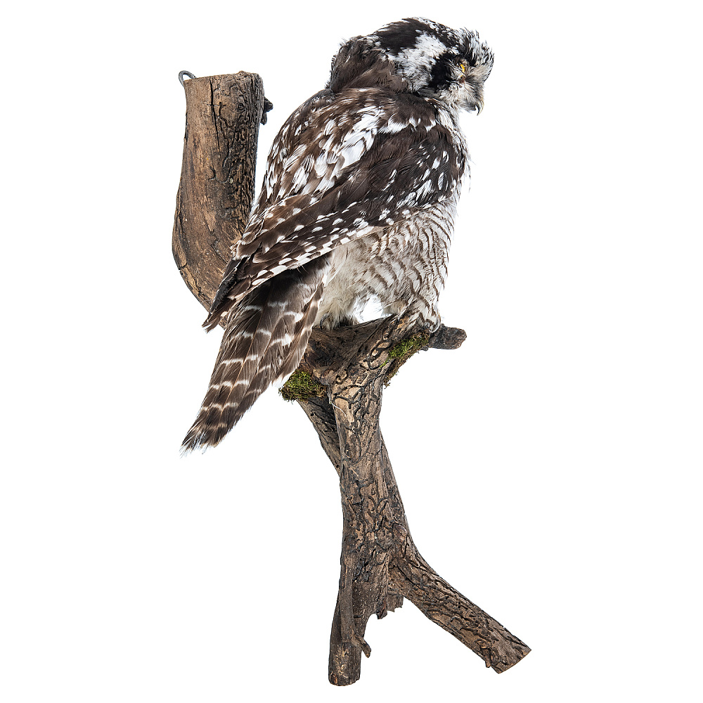 Чучело настенное «Сова ястребиная» - интернет магазин Русь Велика я фото 3